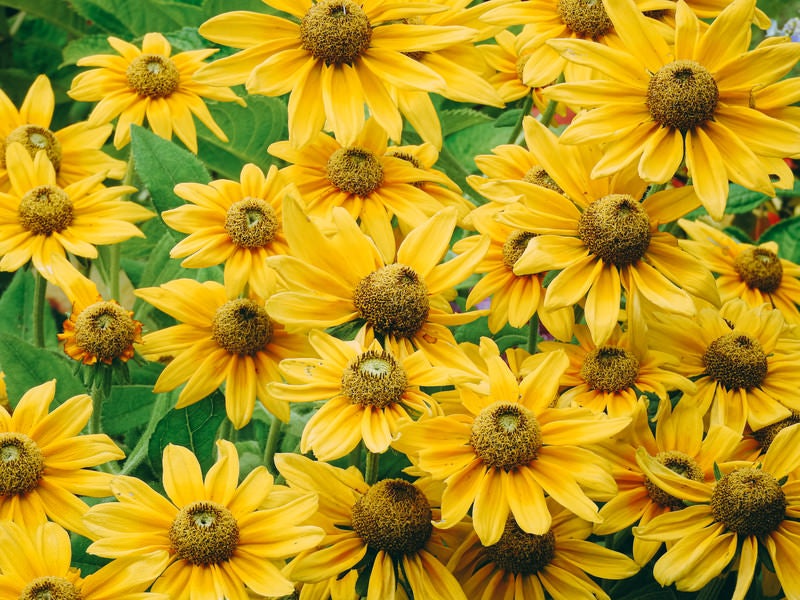 ルドベキア・プレーリーサンの花の写真