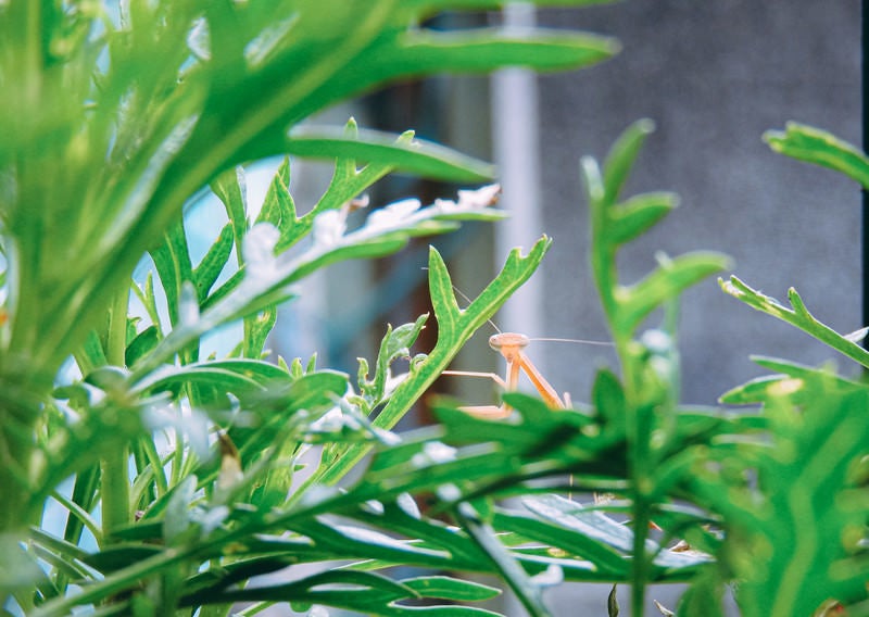 緑に紛れる子カマキリの写真