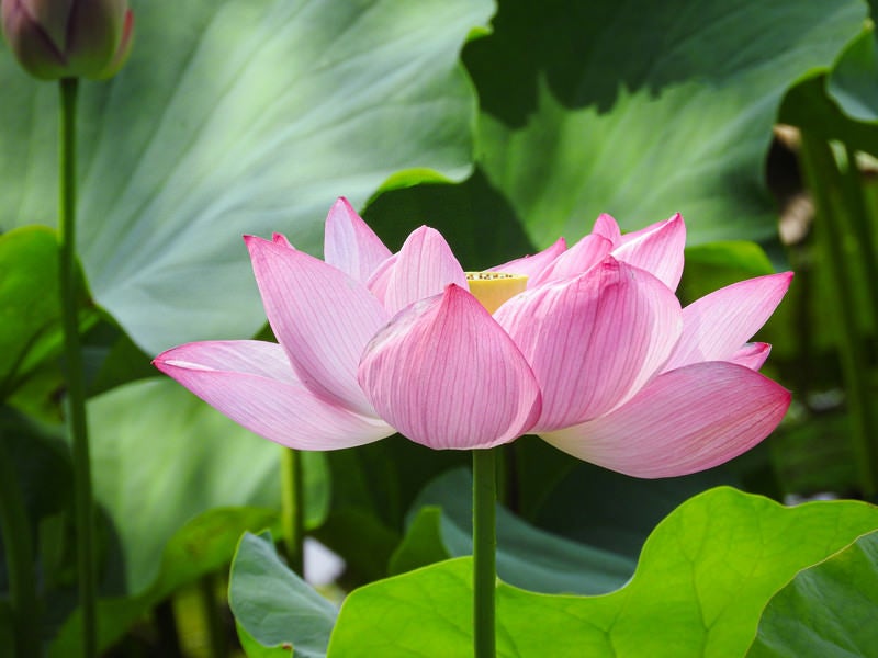 太陽を浴びる蓮の花の写真