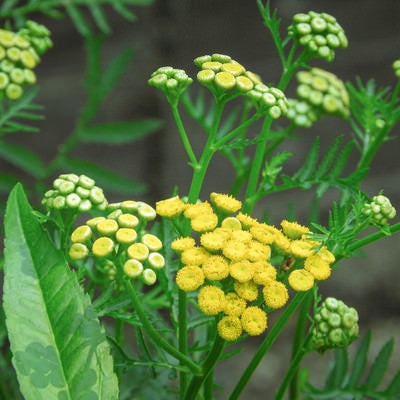 小粒の花を咲かせるタンジーの写真