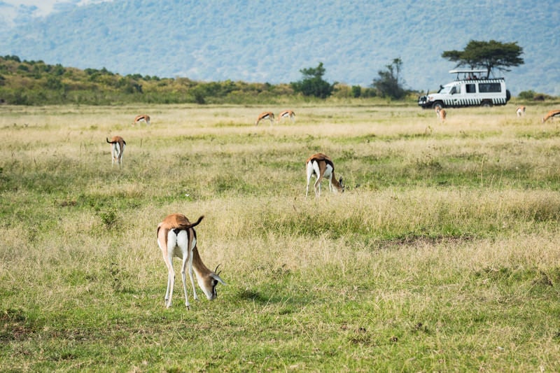 サファリツアーで見る野生の動物の群れの写真