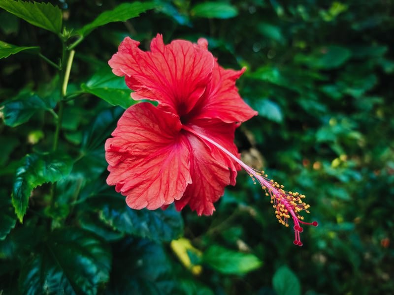 花開くハイビスカスの写真