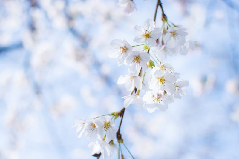 桜の花の写真