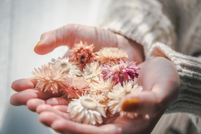 手のひらの上の花（ドライフラワー）の写真