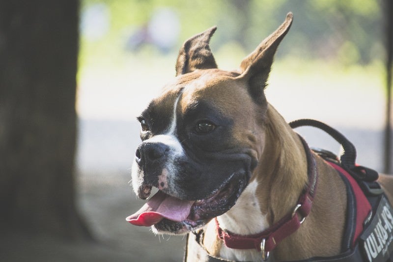 舌を出すボクサー（犬）の写真