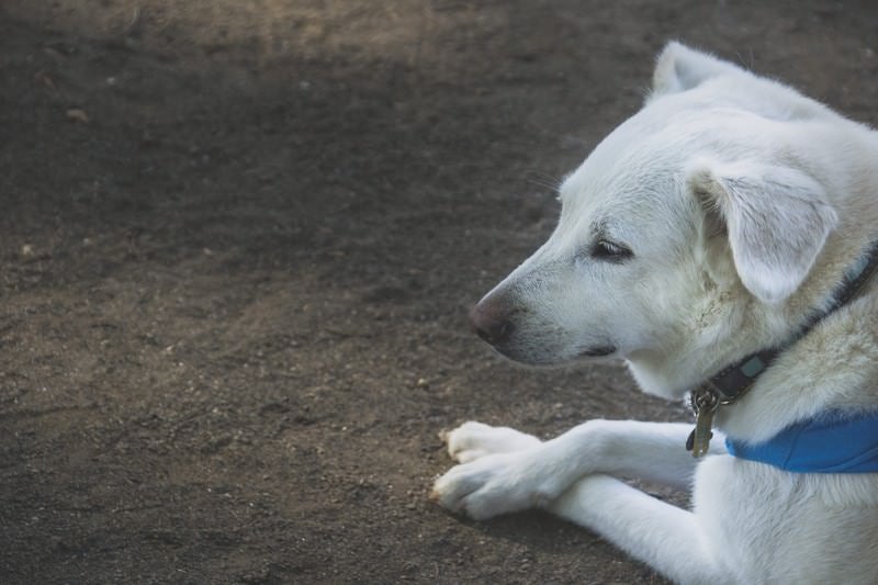 パブロフを諦めた犬の写真