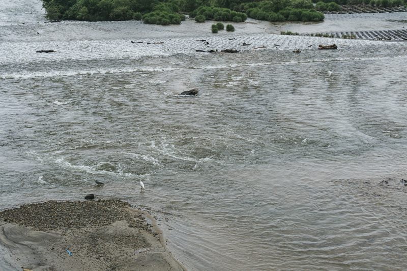 明治用水頭首工左岸下流部の漏水した水が噴出している部分の写真