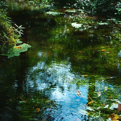 豊富に湧き出る「狩宿湧水」の写真