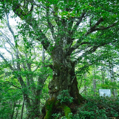 樹齢500年以上の万騎峠「大ブナの木」の写真