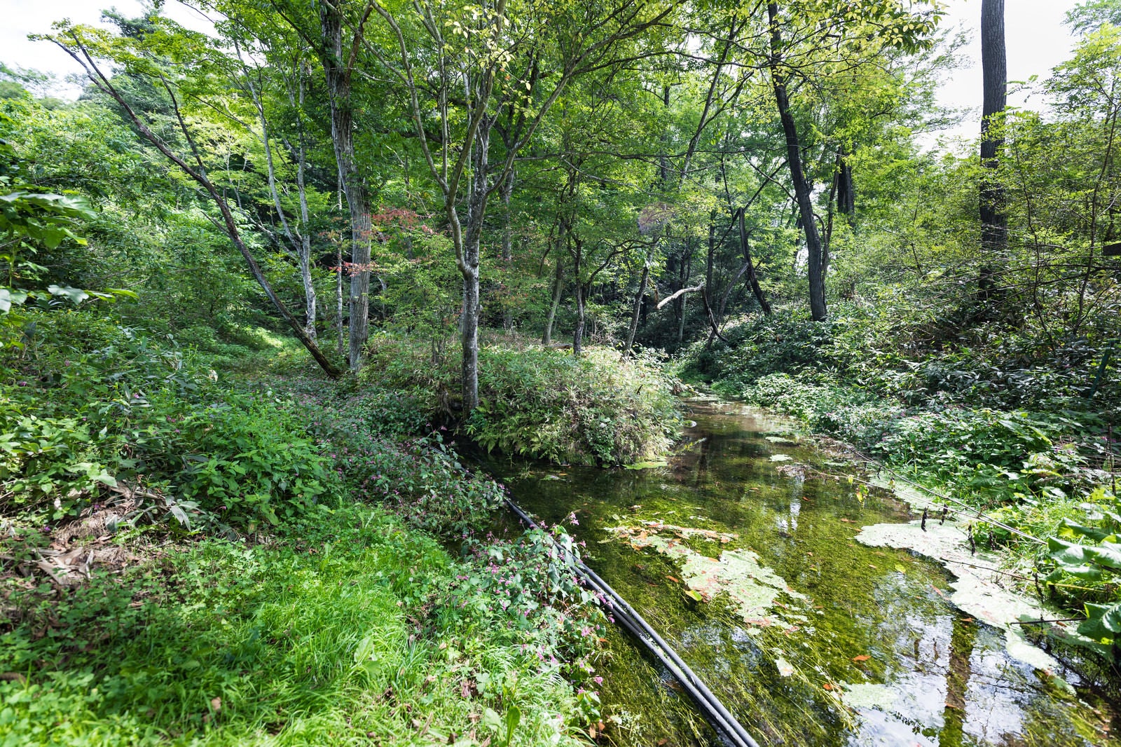 「狩宿湧水（長野原町）」の写真