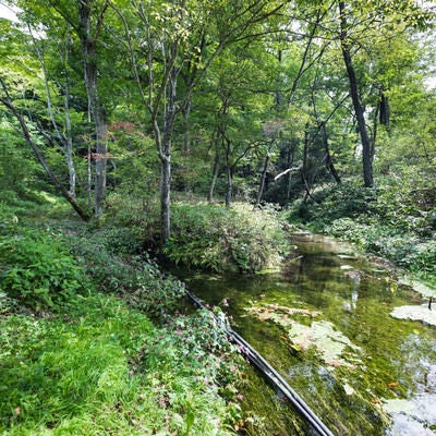 狩宿湧水（長野原町）の写真