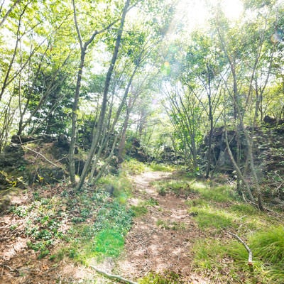 溶岩と獣道（鬼のかくれみち）の写真