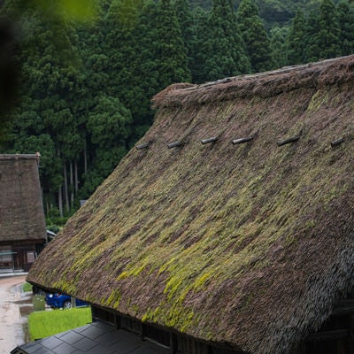 茅葺き屋根に苔が生えるの写真