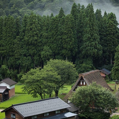 懐かしい日本の田舎の朝（菅沼合掌造り集落）の写真