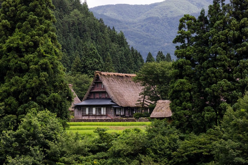 木々に囲まれた菅沼合掌造り集落の写真