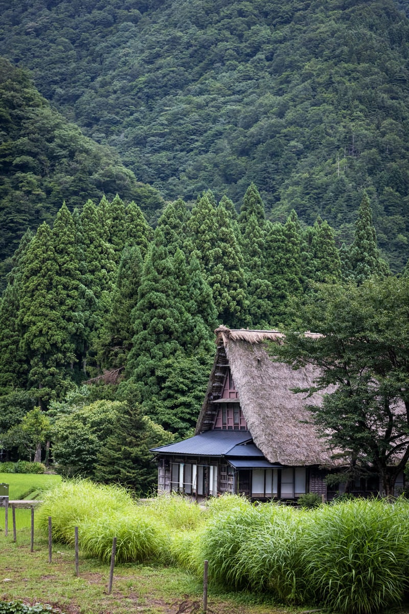 自然に囲まれた五箇山合掌造り集落（菅沼集落）の写真