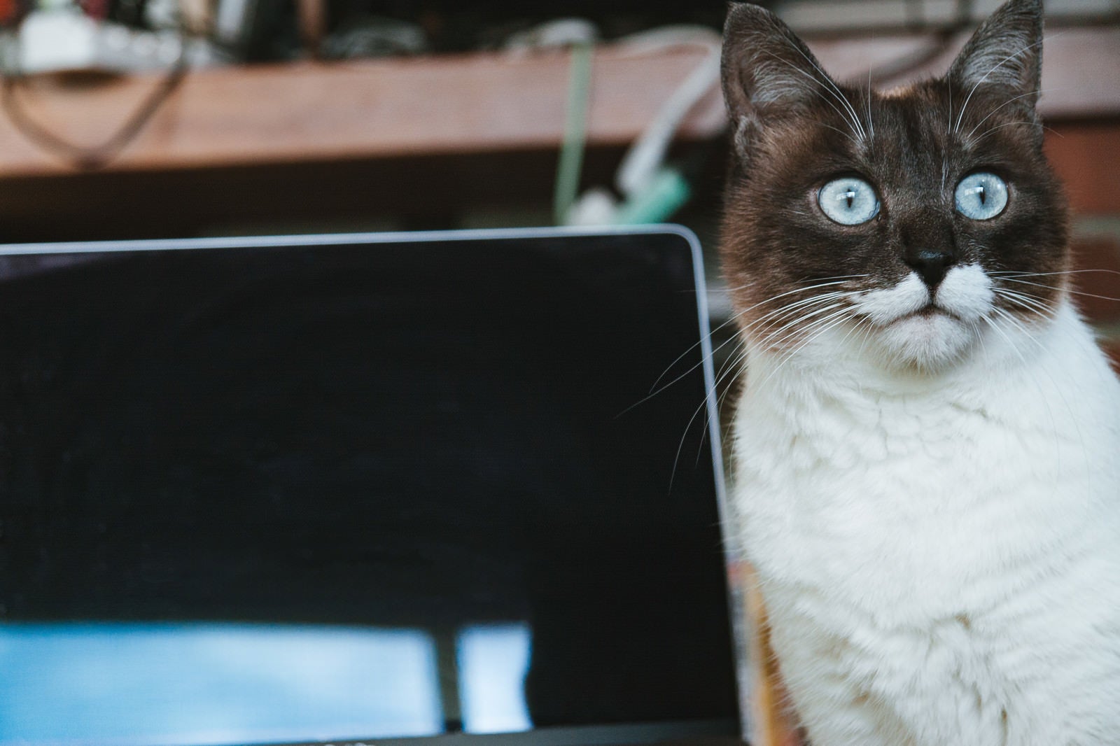 「何もしていないのに再起動した時の猫」の写真［モデル：プー］