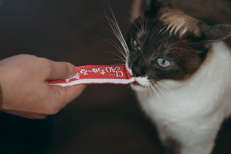 ちゃおちゅーるに夢中な猫の写真