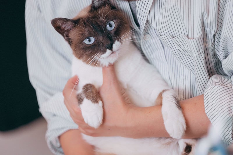 飼い主の腕の中で甘える愛され猫の写真