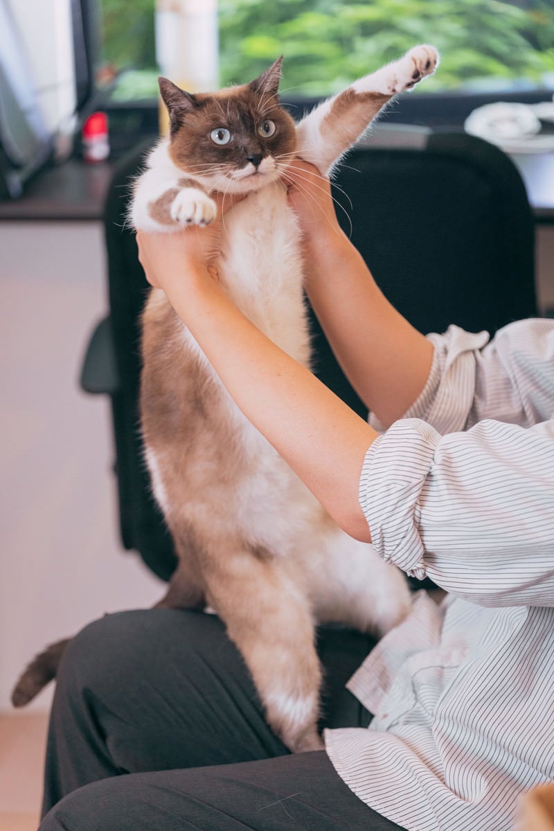 胴がにょーんと伸びる猫の写真