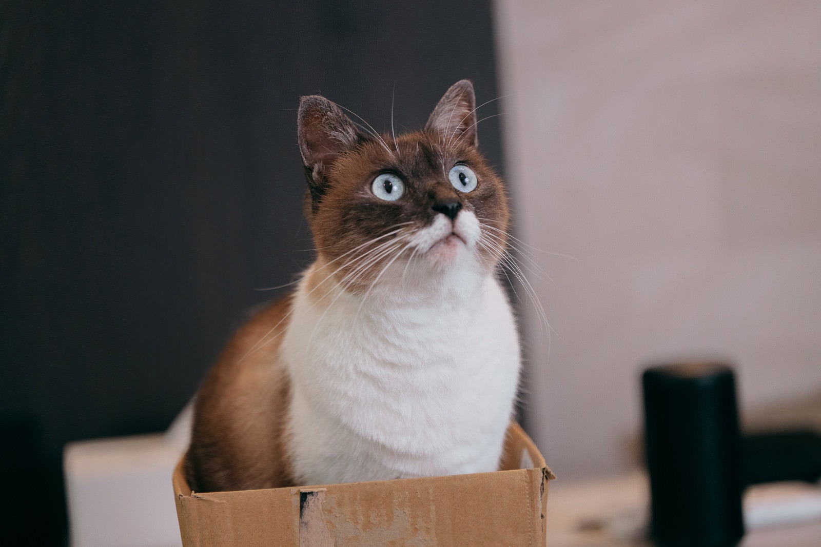 「最後まで食い入る視線の猫」の写真［モデル：プー］