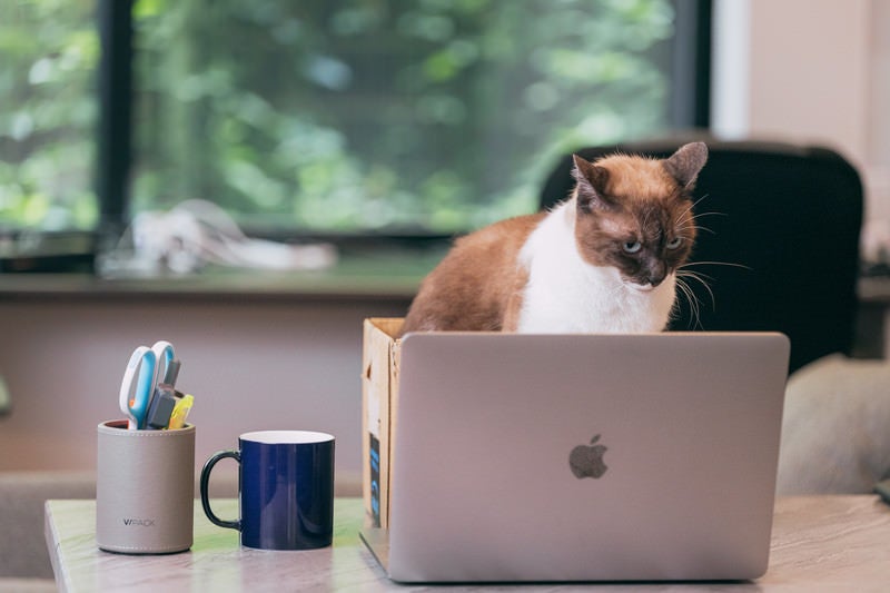 「業務中は話しかけないでもらえますか」っという様子の猫の写真