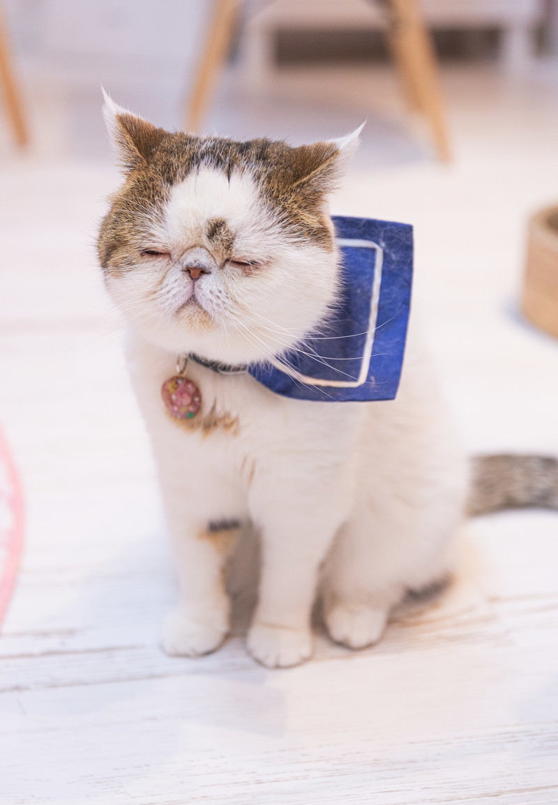 座ったまま寝てしまったエキゾチックショートヘアの写真