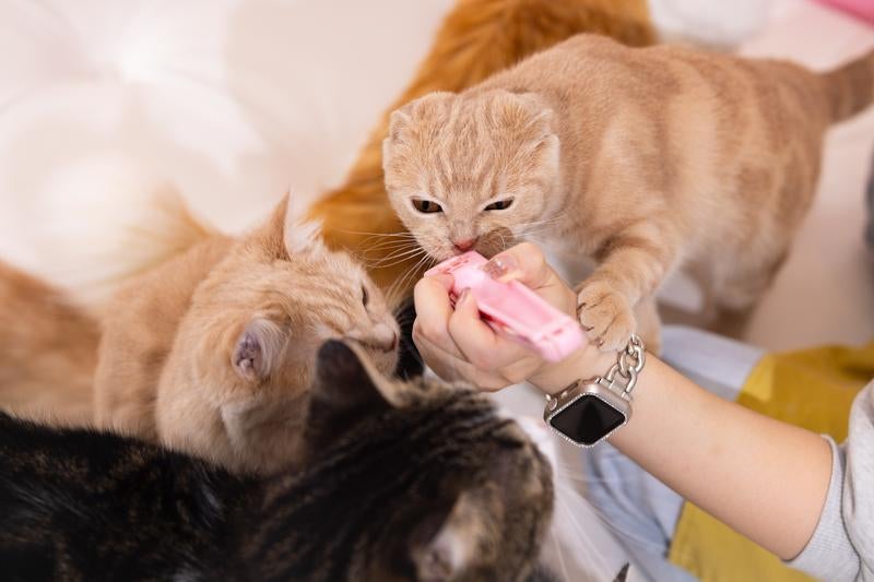 チュールに夢中の猫カフェのにゃんこの写真