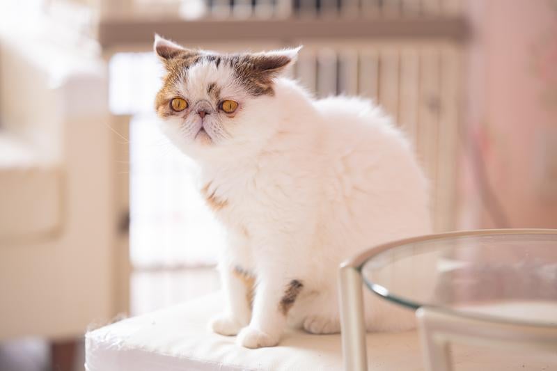 えっ、エキゾチックショートヘアのぶーちゃんは見てしまった・・・