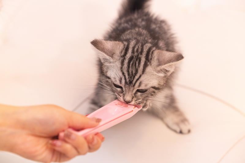 夢中でちゃおちゅ～るを食べる子猫の写真