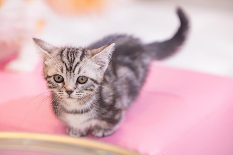 短足のマンチカンの子猫