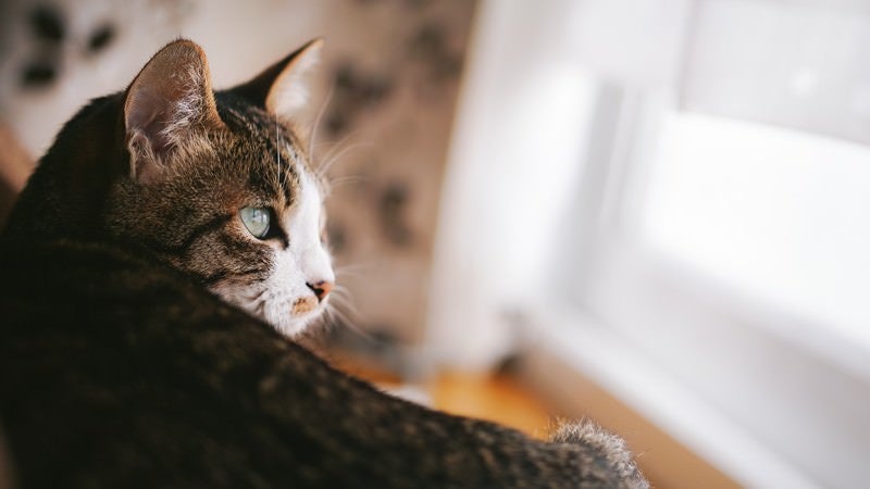 自然光の入る部屋で生活している猫の写真