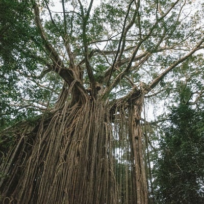 年月を感じる樹木の写真