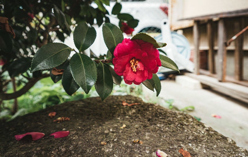 空き家の庭に咲いた牡丹の花の写真