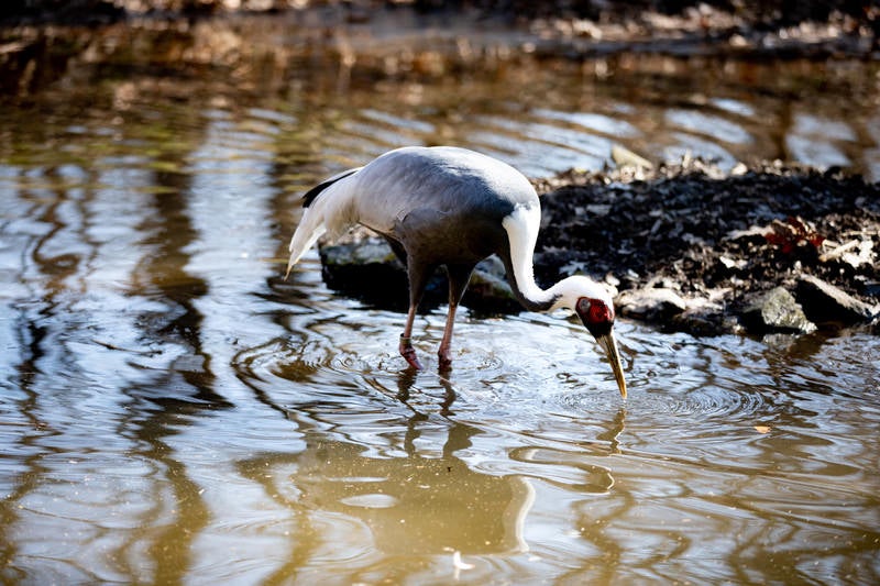 水場で餌を突く鳥（ニューヨーク）の写真