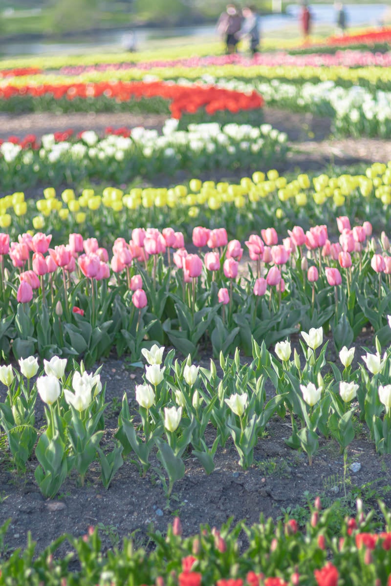 段々に植えられたチューリップの花壇の写真