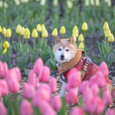 チューリップフェアに散歩へ来た柴犬の写真