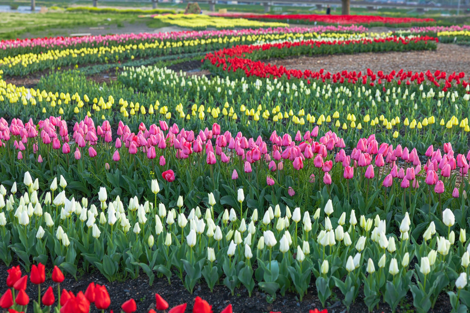 「並んだ並んだチューリップの花が（のおがたチューリップフェア）」の写真