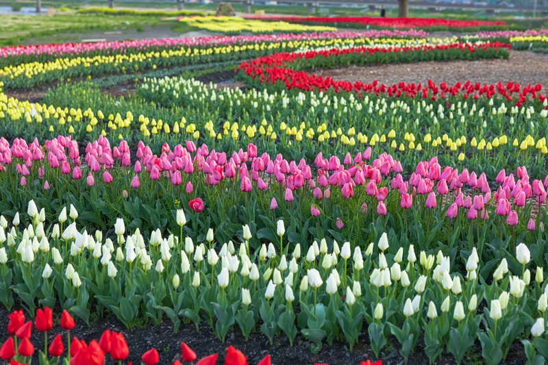 並んだ並んだチューリップの花が（のおがたチューリップフェア）の写真