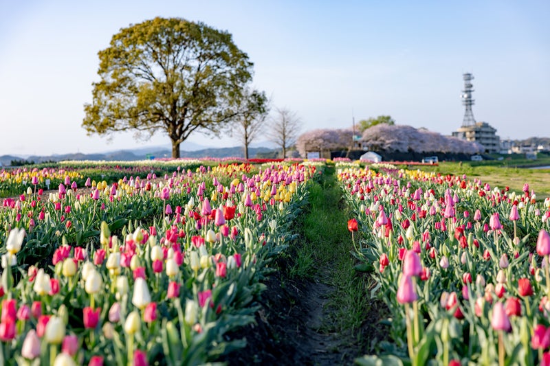 15万本のチューリップが植えられた直方チューリップフェアの写真