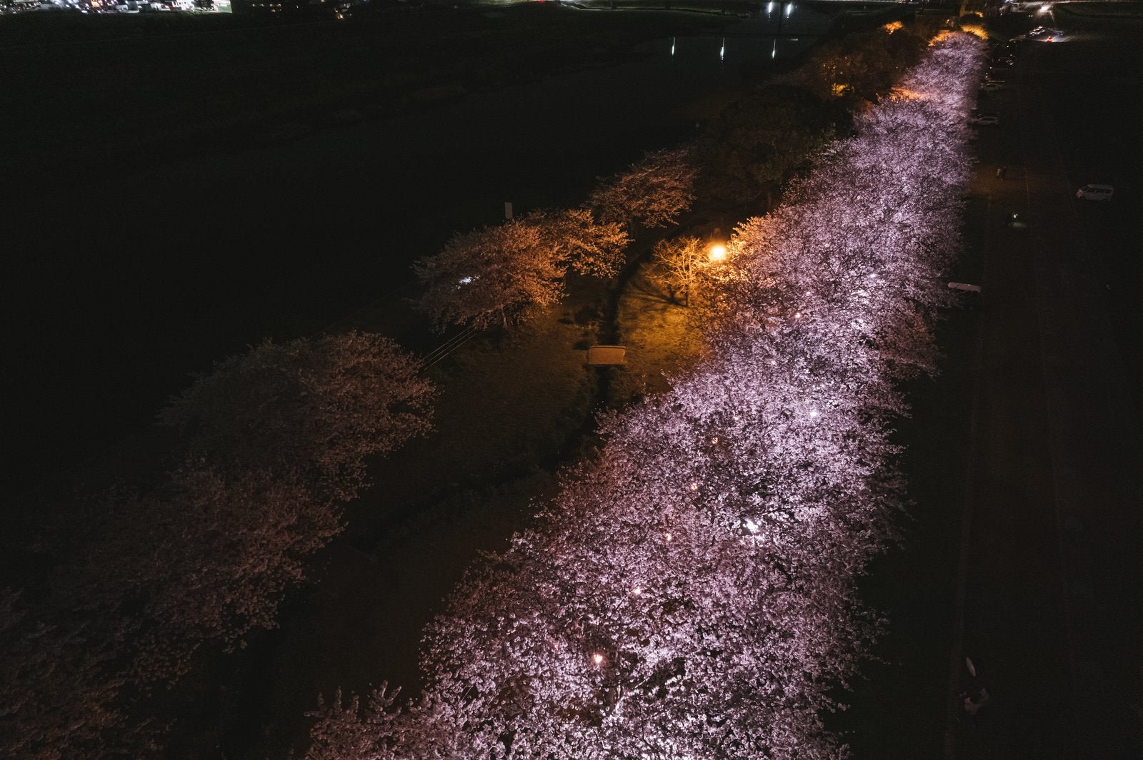 「浮かび上がるライトアップした夜桜」の写真