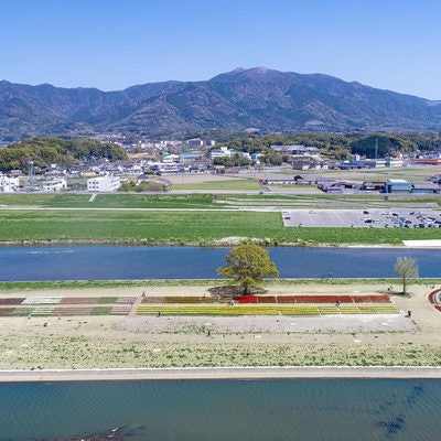 遠賀川河川敷のチューリップフェアの様子と福智山の風景の写真