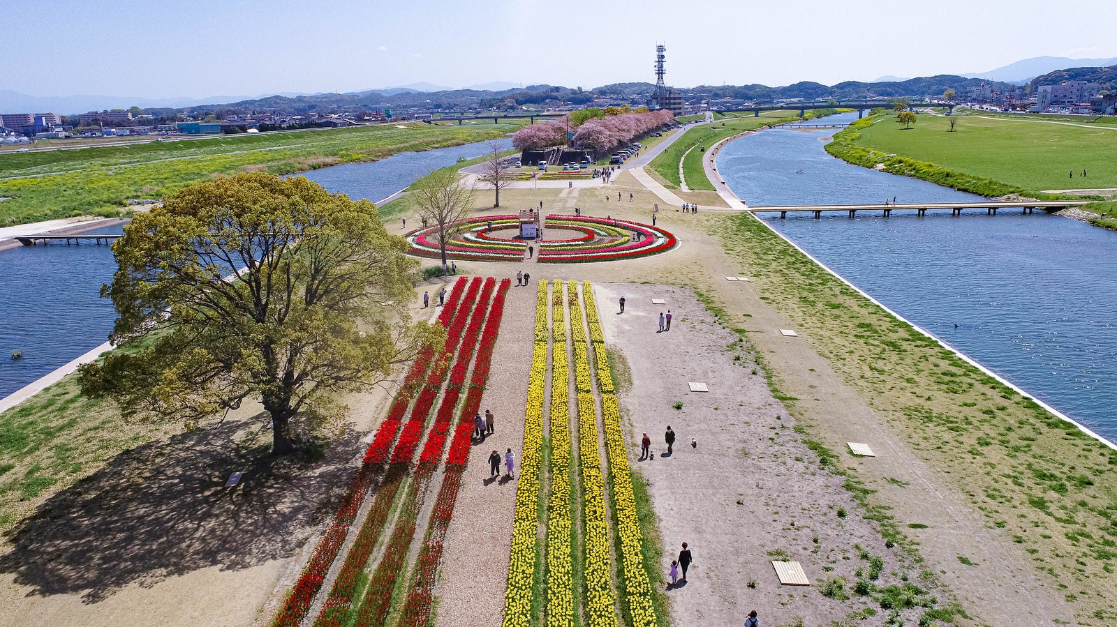 「河川敷で行われるチューリップフェア2022」の写真