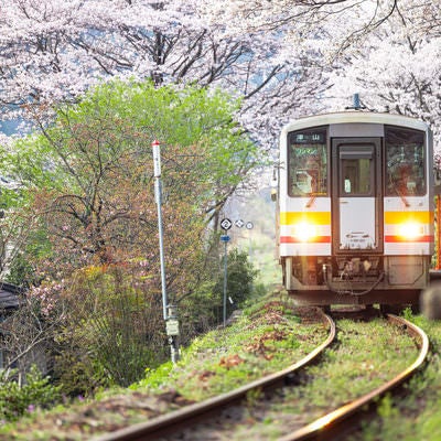 桜いっぱいの三浦駅と因美線の車両の写真