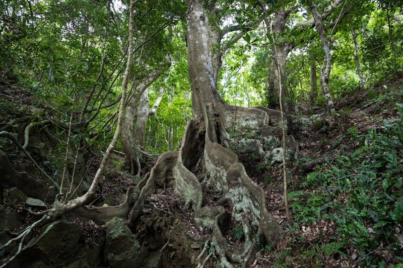 巨大な根のオキナワウラジロガシの写真