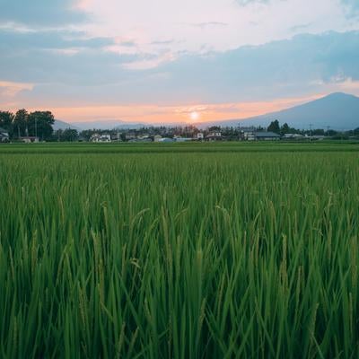 夕暮れの時の田んぼの写真