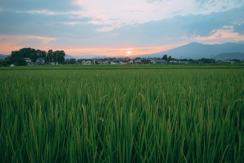 夕暮れの時の田んぼの写真