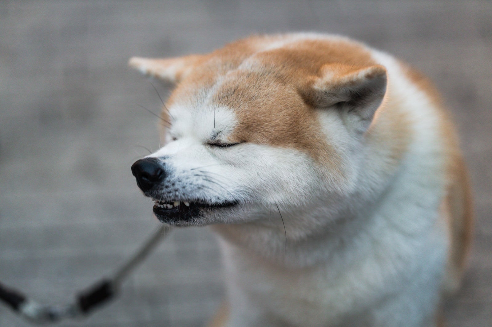 「へっくしょん（犬）」の写真