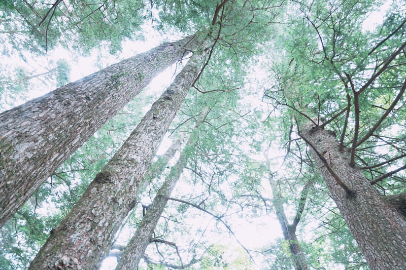 見上げた杉の木々の写真