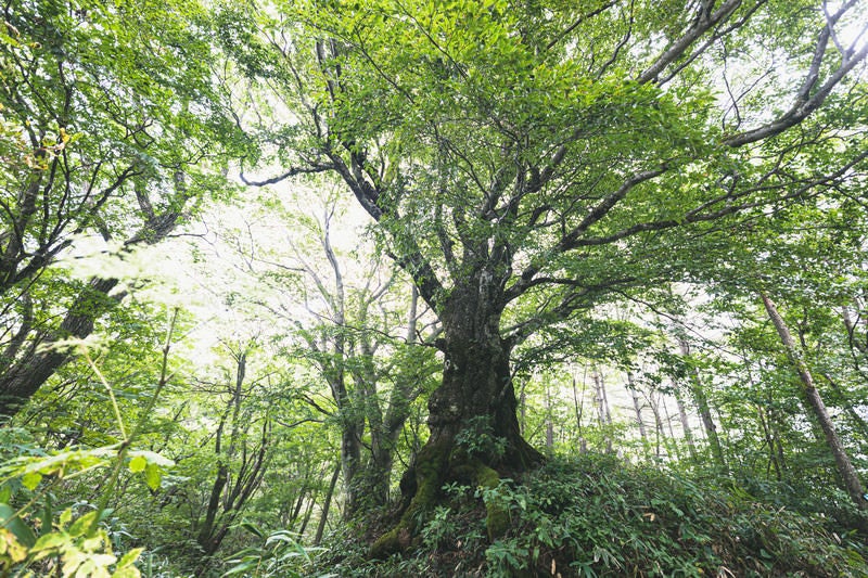 木漏れ日に溢れる大木の写真